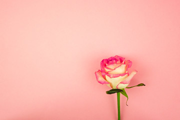 Rose on a plain pink background, gentle pastel palette, holiday greeting card, place for text,...