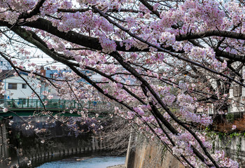Cherry blossoms over a river