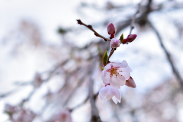 Image of March cherry blossom up