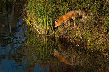 Red Fox (Vulpes vulpes) Gazes Intently Left From Shoreline Reflected Autumn