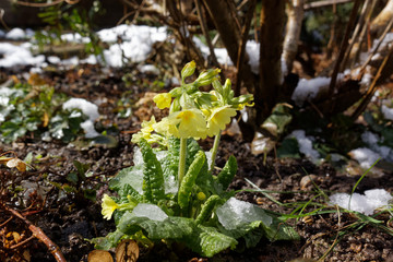 Oxlip Primula elatior flowers under the snow
