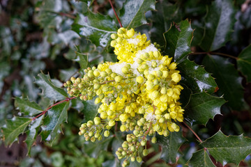 Mahonia aquifolium, the Oregon grape flowers with snow