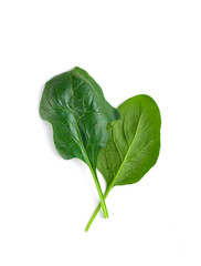 Two leaves of fresh spinach are isolated on a white background.