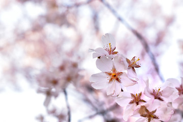 Image of March cherry blossom up