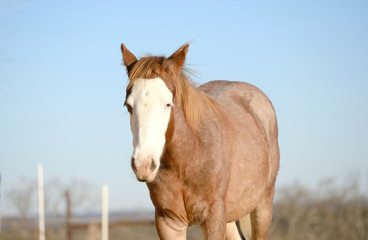 Obraz premium Red roan young horse during winter with bald face, isolated on sky background.