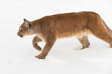 Fototapeta premium Adult Female Cougar (Puma concolor) Stalks Left Through Snow Winter