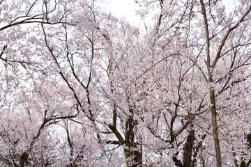 Image of Cherry tree in full bloom