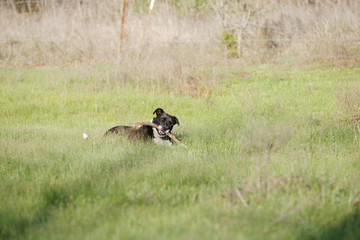 Dog laying in grass chewing on stick peacefully.