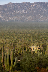 House in a Cactus Forset