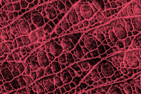 Genuine patent leather with embossed scales reptiles close-up, bordeo color pattern, for background, copy space