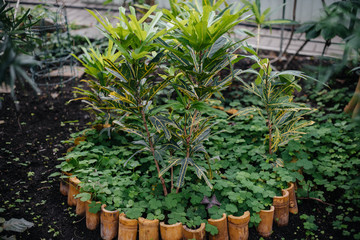 .Tropical plants in pots. Greenhouse, seedlings. Tropics