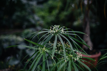 Fototapeta premium A tropical plant close up in the dense thickets of the jungle. Tropics