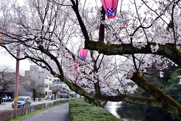 Image of Lantern and cherry