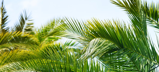 Naklejka premium Palm background