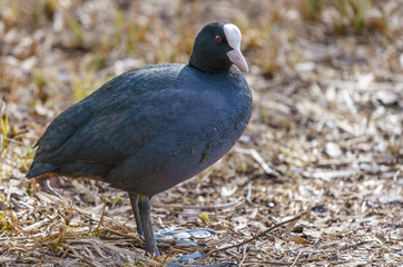 Close up of a Eurasian coot (Fulica atra) standing on land. A member of the rail bird family.