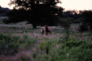 Mare and foal horses walking through early morning Texas landscape in rural field.