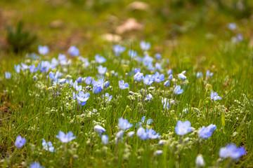 Obraz na płótnie Canvas blue flowers in the grass