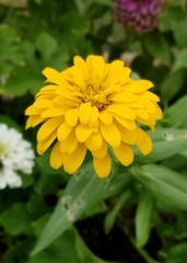 Fototapeta premium Zinnia Yellow