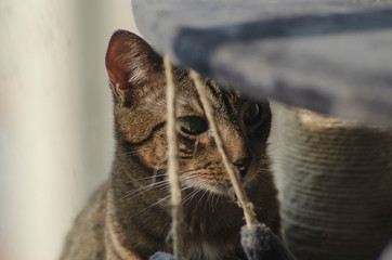 Gato atigrado tomando el sol en la ventana de un apartamento
