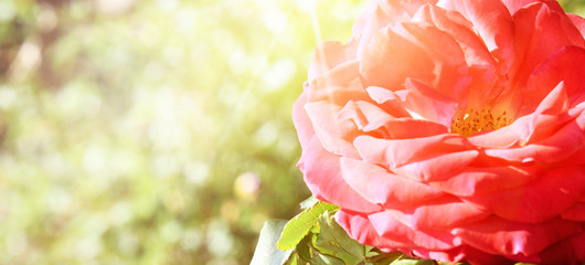 Garden rose, Summer time