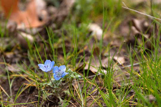 Wildflowers – Field Studies Council