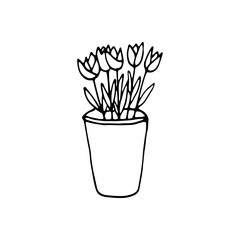 Cute hand drawn element of flower pot. Doodle vector illustration house plants for wedding design, logo and greeting card. Isolated on white background.