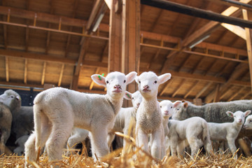 Lambs looking at camera in the wooden barn. In background group of sheep animals standing and...