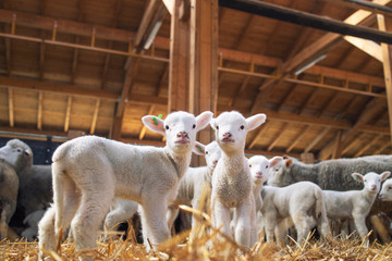 Lambs looking at camera in the wooden barn. In background group of sheep animals standing and eating on the farm.