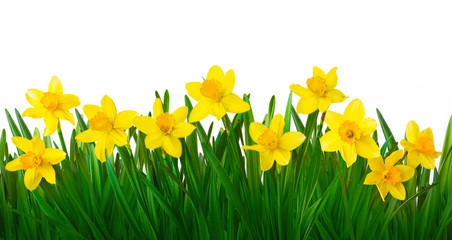 Yellow daffodils flowers isolated on white background © lumikk555