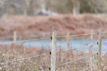Fototapeta premium Vogel auf Holzzaun in Natur