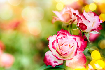 Rose in the summer garden, bokeh background