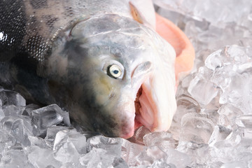 fresh and bright salmon on ice