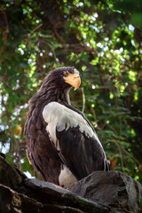 Sturdy steller's sea-eagle