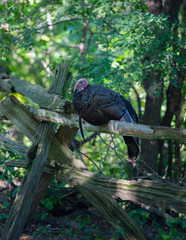 Large Wild Turkey Sitting in Fence
