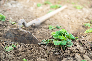 Green strawberry bush in the garden spring during saping and care