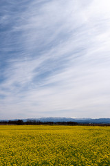 Obraz premium 新潟市福島潟の菜の花