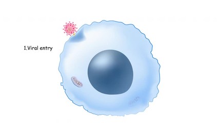 viruses life cycle for example COVID-19, coronavirus, or Adenoviruses (most commonly cause respiratory illness). Animate - Powered by Adobe