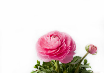 Beautiful pink ranunculus flowers and buds close up on white background. Ranunculus cultivation. Space for text