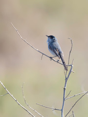 Black-tailed Gnatcatcher