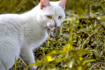 gato cazando