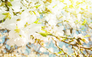 A branch of cherry blossoms. Sunlight through the branches. Spring background.