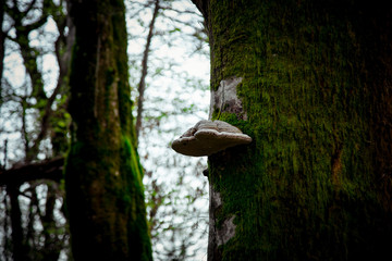 the fungus grows on a tree in the forest