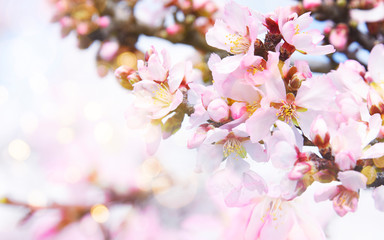 Fresh flowers. Spring background.