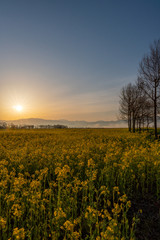 Obraz premium 朝焼けの光芒がキレイな新潟市福島潟の菜の花畑