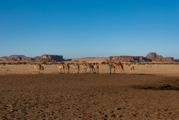 Herd of camels on the Sahara desert. Chad, Africa