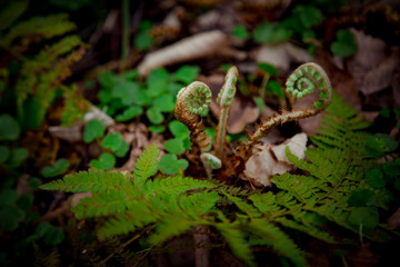 Obraz premium young fern growing in the forest