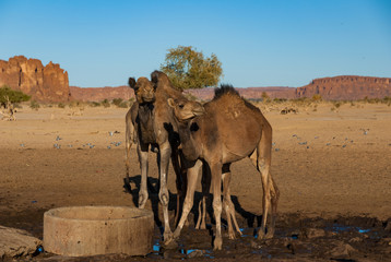 Camels are standing next to the desert well, oasis on the Sahara, Chad, Africa