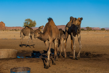 Camels are standing next to the desert well, oasis on the Sahara, Chad, Africa