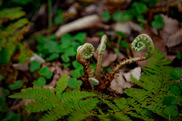 young fern growing in the forest