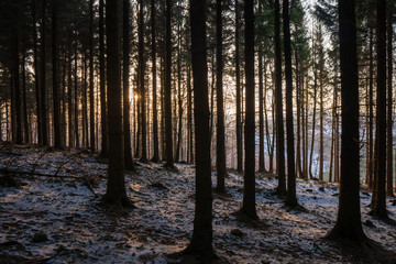 Fototapeta premium shining sun into the forest in the morning mountains